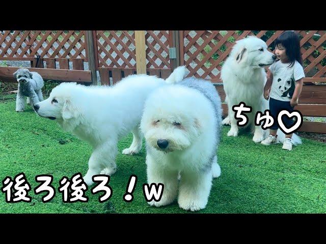 【あ！】弟2人が視線を逸らすとすぐに超大型犬と３歳児が隠れていちゃつき始めました笑｜グレートピレニーズ&オールドイングリッシュシープドッグ&トイプードル