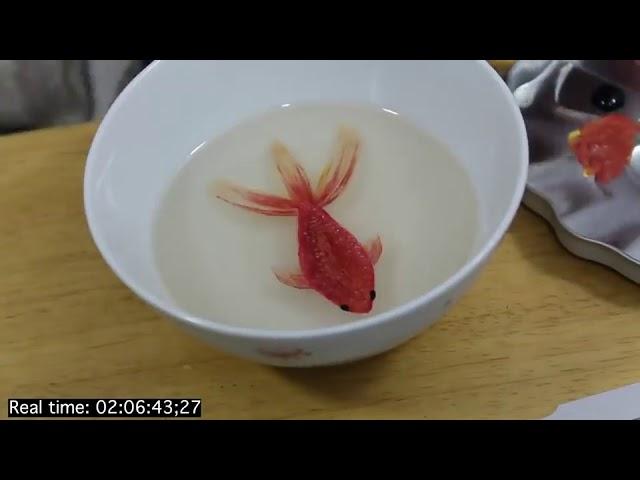 Artist Lane Mcgehee Paints 3D Fish Using Resin and Acrylic Paint - 997217