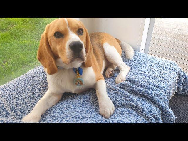 Present for Smudge! New Beagle Dog Tag