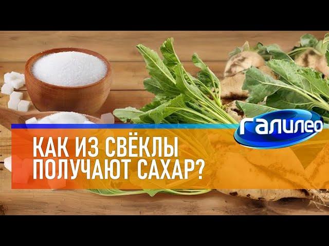 Галилео  Как из свёклы получают сахар?