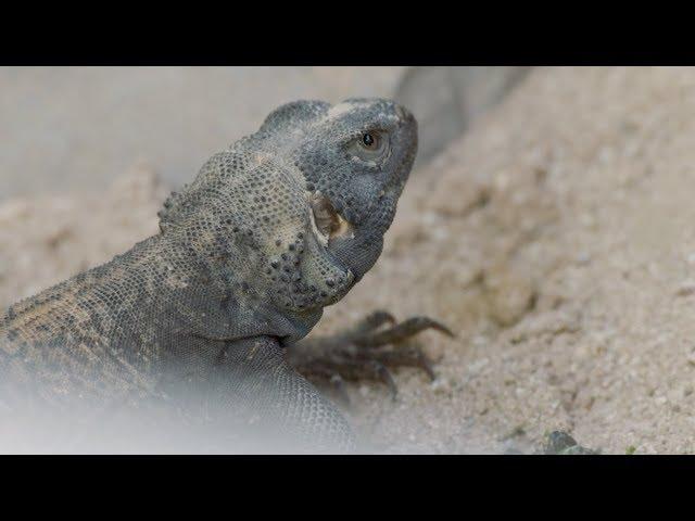 5 Fun Facts About the Chuckwalla