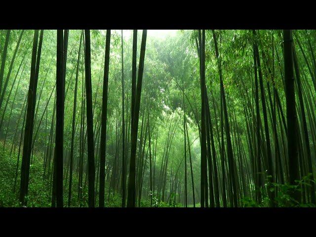 Rain sound in the Bamboo grove (Forest) 울창한 대나무 숲에 내리는 빗소리