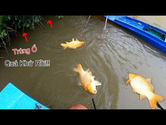 Liều Mình Ra Sông Tiền Đụng Trúng Ngay Ổ Cá Chép Khủng | Kích Cá Miền Tây | Catch Fish