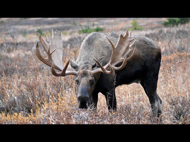 Calling Moose: A Moose's Perspective