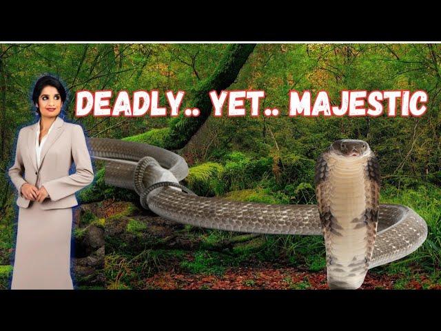 Humongous#snake #cobra #animals #trending #shortsfeed #viralvideo #youtubeshorts