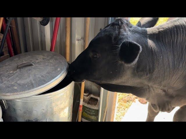 Chaos on the Farm: Bull in the Feed! (Vlog 96)