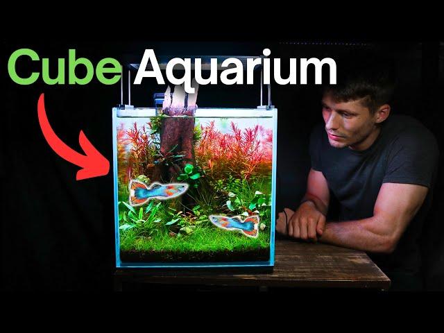 I Made a THRIVING Cube Aquarium, Here’s How!