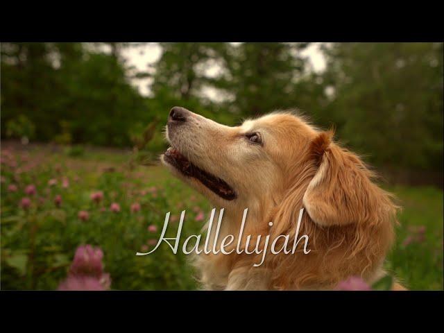 Hallelujah (AcousticTrench Guitar Cover)