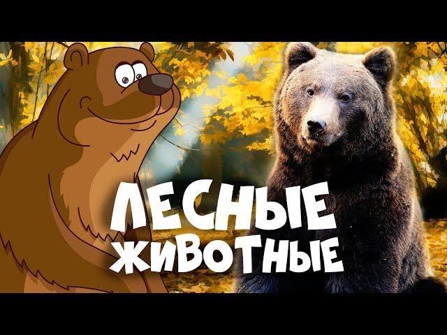 ЛЕСНЫЕ ЖИВОТНЫЕ для детей - развивающие мультики про животных