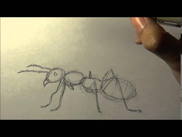 How to Draw an Ant