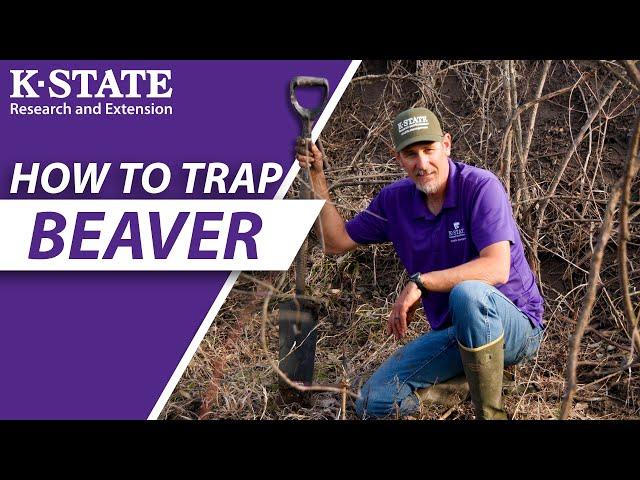 How to trap beaver with snares and body gripping traps | K-State Research and Extension Guide