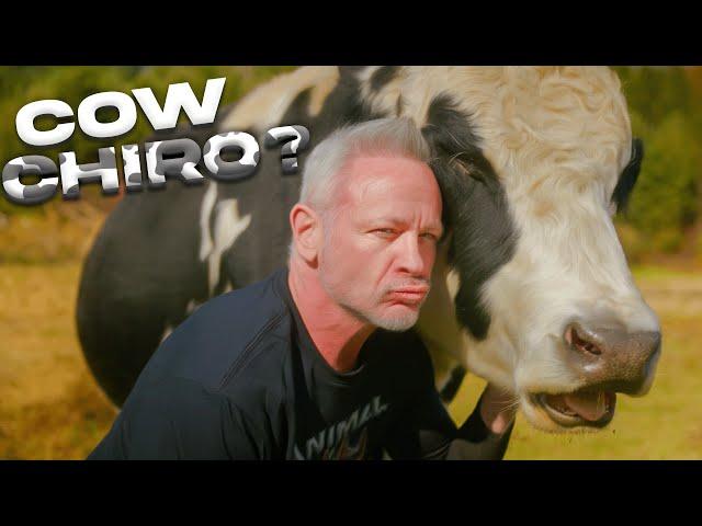 ANIMAL CRACKER CHIRO ~ CRACKS THE COW (RESCUE FARM EDITION) #animalchiropractor #animalrescue