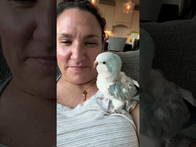 I guess she prefers when I sing it ️ #bird #parrot #quakerparrot #rescue