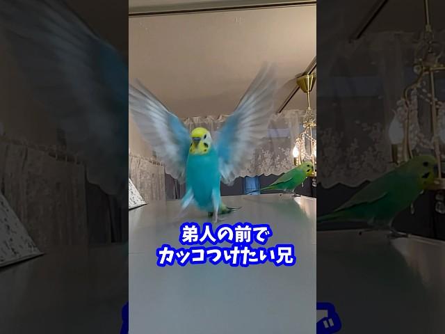 イケメンタラちゃんタイトル誤字すみません