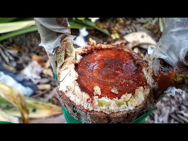 Grafting a Jujube tree. Changing varieties 2 month update.