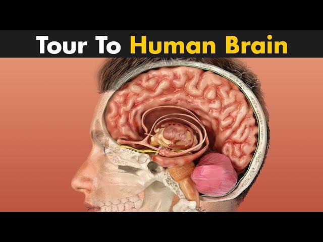 Human Brain: Its parts and functions