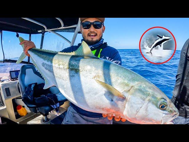 Going For Record Yellowtail Kingfish and Jumping Shark