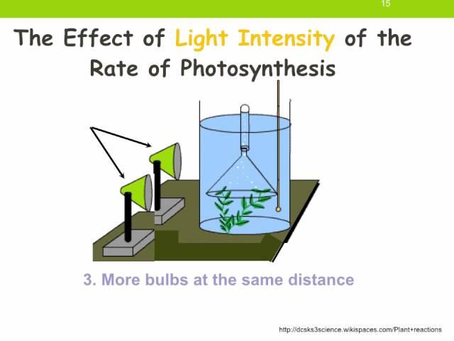 IGCSE 2.10. Rate limiting factors in photosynthesis.  Ms Cooper