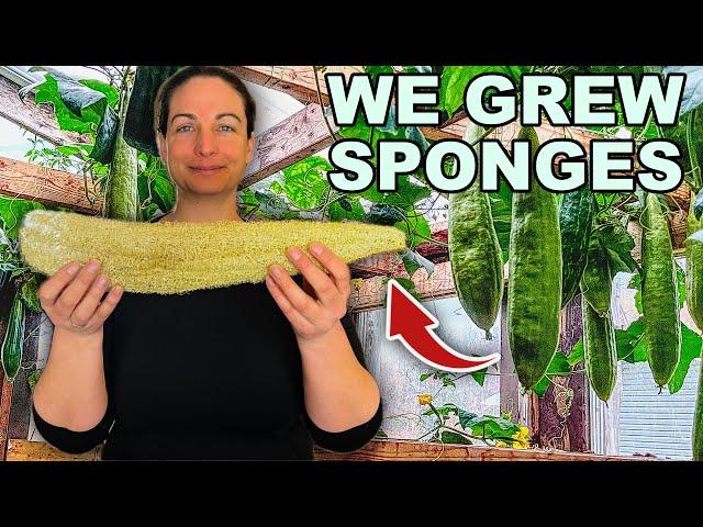 This Is How We Grow & Process Luffas For Sponges