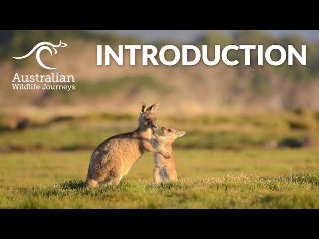 Introduction | Australian Wildlife Journeys