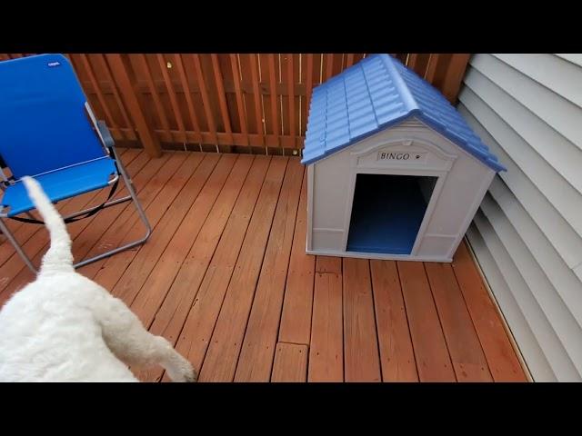 Suncast DH350 Large Dog House (Review)