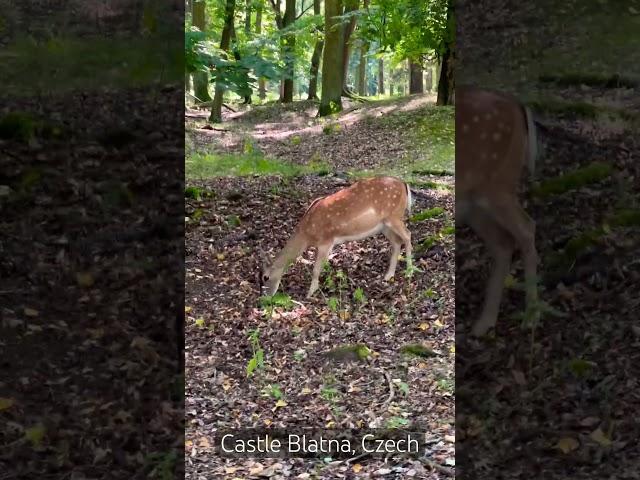 Bambi #castle Blatna #shorts #cz #czech #nature #beautiful #animals