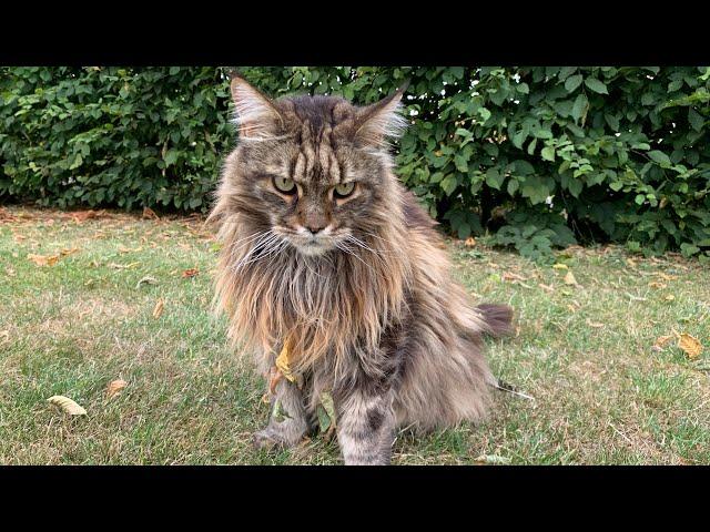 Do Maine Coons Talk A Lot? (Cat Talking)