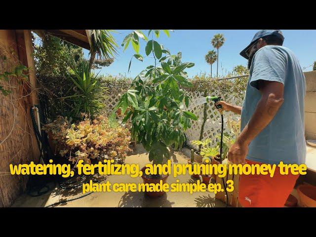 plant care made SIMPLE | watering, fertilizing, and pruning Money Tree