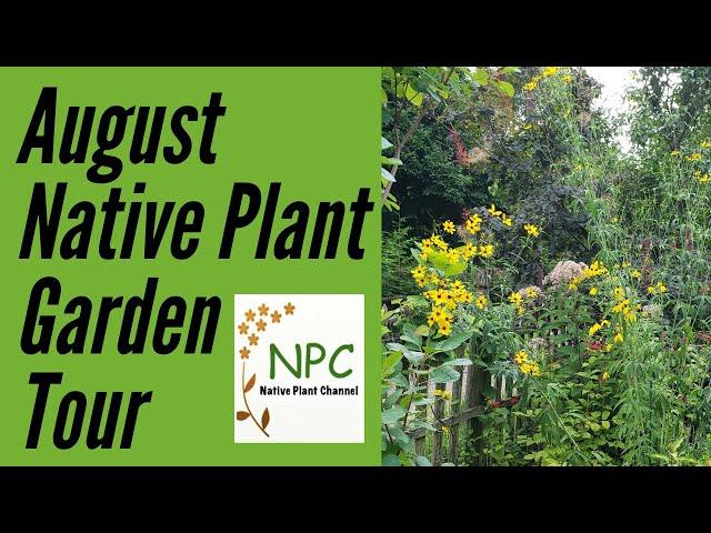 Garden Tour- Northeast Native plants in August!