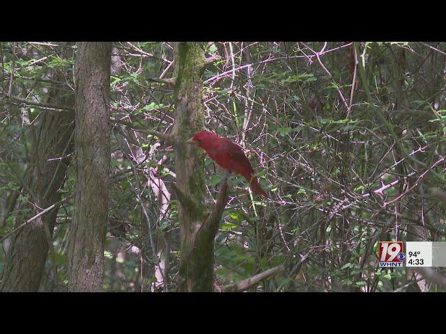 Chapman Mountain Nature Preserve Named Birding Trail | July 12, 2024 | News 19 at 4:30 p.m.