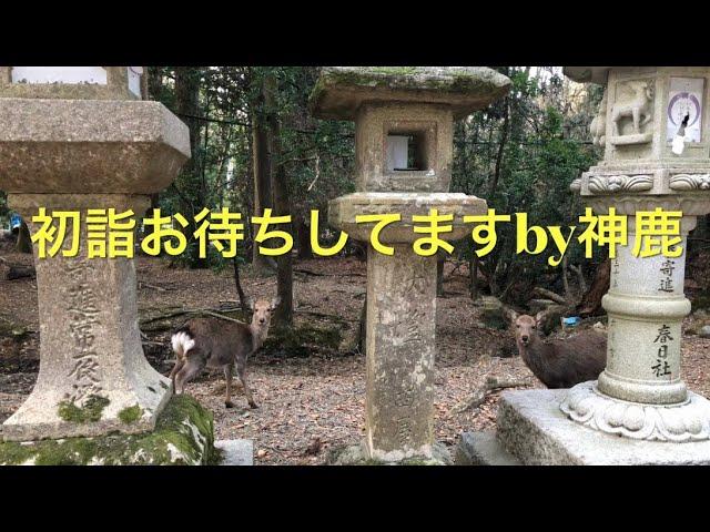 初詣お待ちしてますby神鹿春日大社参道で神鹿の出勤風景。