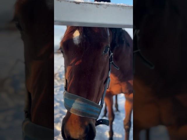Наконец-то снег #жизньзагородом #лошади #кони #животные #конюшня #horse #animals