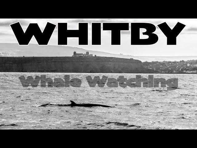 Humpback Whales Spotted At Whitby