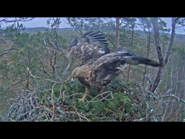 Golden Eagle LVM  Łotwa - Wizyta samicy Spilve & samca Grislis 