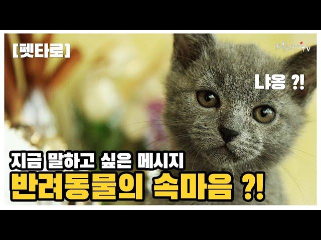 [펫타로] 반려동물의 속마음  당신에게 전하고 싶은 메시지?!