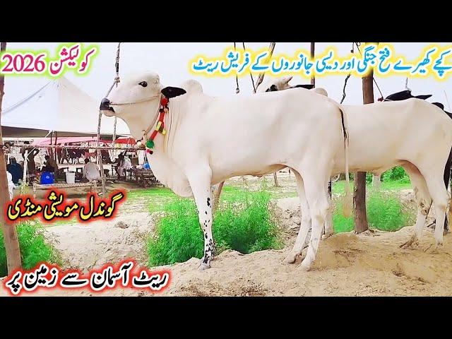 Today Gondal Mandi latest update 16 june 2025! Collection 2026!kachey kheerey janwaro ke Fresh Rate