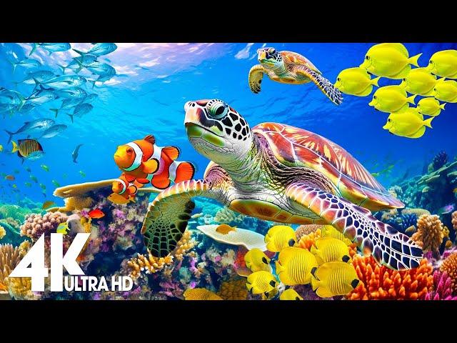 Aquarium 4K VIDEO(ULTRA HD) - Amazing Beautiful Coral Reef Fish - Sleep Relaxing Meditation Music #2