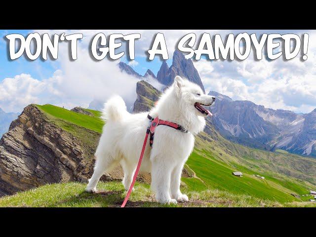 10 Reasons NOT to get a Samoyed