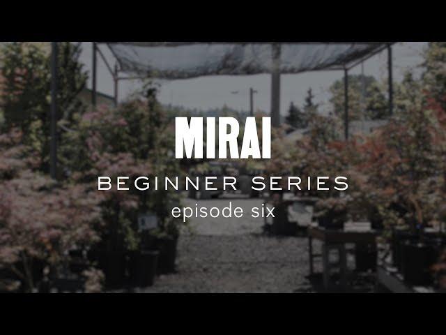 Bonsai Beginner Series - Structural Wiring