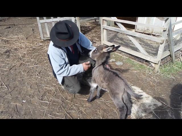 un câlin et ça repart, Hélium de Bel'Âne