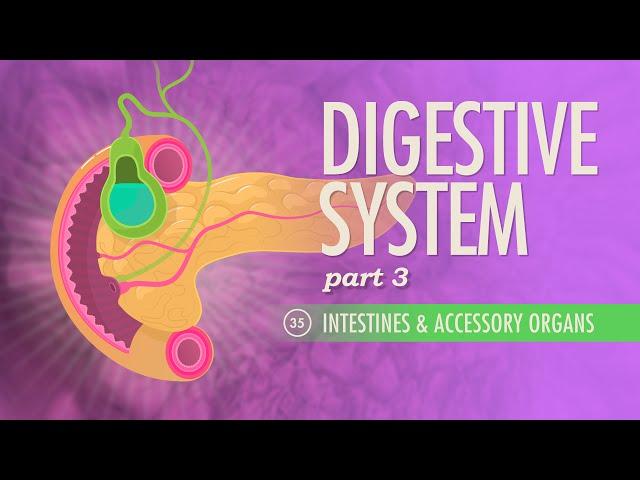 Digestive System, Part 3: Crash Course Anatomy & Physiology #35