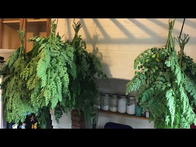 Harvesting + Drying + Powdering MORINGA