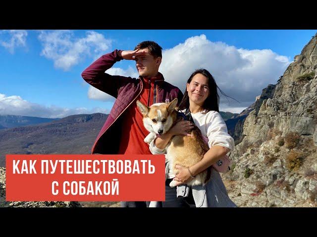 Как путешествовать с собакой от А до Я