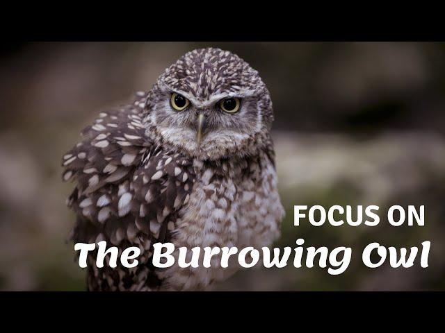 Focus on the Burrowing Owl | An interesting insight to one of the world's smallest owl species