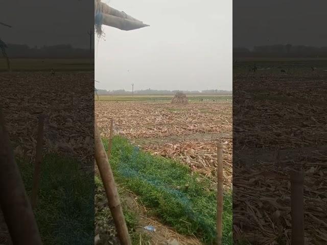 Md. Tofik