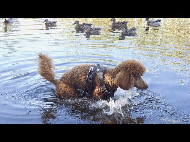 Man Yells At Dog To Get Out of Water With Ducks