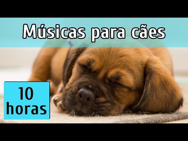 MÚSICAS PARA RELAXAR CÃES AGITADOS (TESTADO)