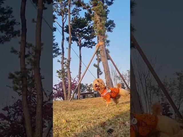앗싸 시원해요푸들 해피