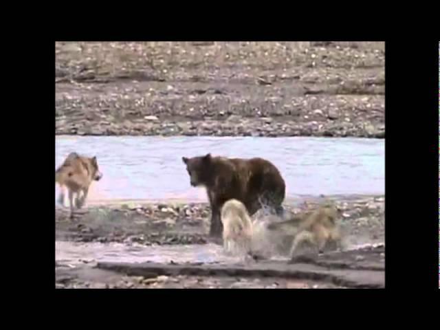 ВОЛЧЬЯ ОХОТА.wmv