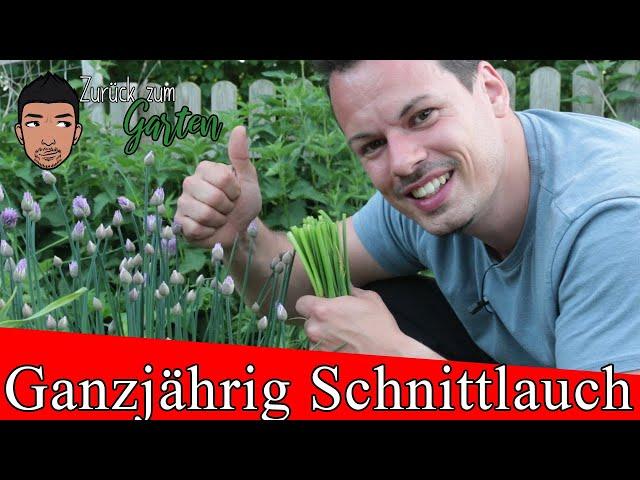 Schnittlauch Anbau, Pflegen, Ernte, Rückschnitt und Blüten